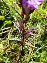 Gentianella rhaetica