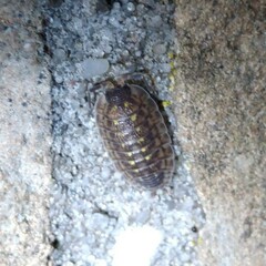 Porcellio spinicornis