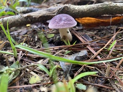 Tylopilus