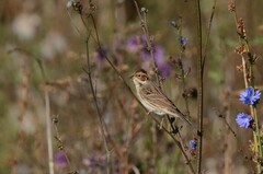 Emberiza pusilla
