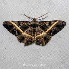 Harutalcis vialis