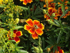 Bombus veteranus