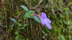 Achimenes longiflora