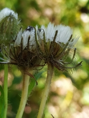 Crepis pyrenaica