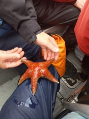 Dermasterias imbricata