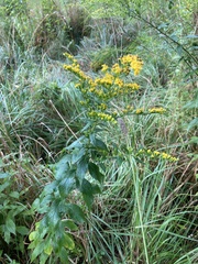 Solidago rugosa
