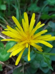 Crepis pyrenaica