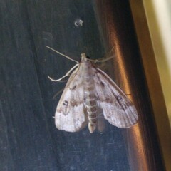 Parapoynx stratiotata