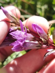 Gentianella rhaetica