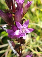 Gentianella rhaetica