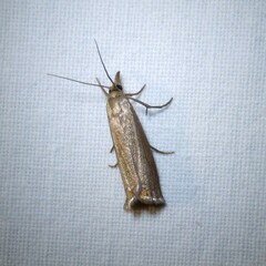 Chrysoteuchia culmella