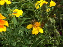 Bombus veteranus