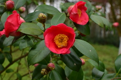 Camellia chekiangoleosa