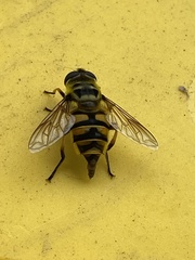 Myathropa florea