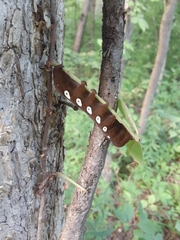 Eumorpha pandorus