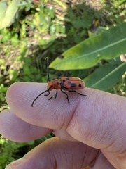 Tetraopes tetrophthalmus