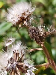 Crepis pyrenaica