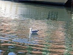 Larus michahellis