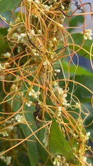Cuscuta gronovii