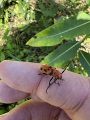 Tetraopes tetrophthalmus