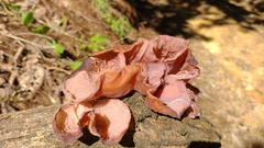 Auricularia fuscosuccinea