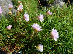 Armeria maritima maritima