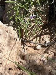 Pediomelum linearifolium