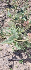 Nyctaginia capitata