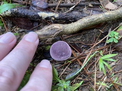 Tylopilus