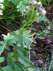 Crepis pyrenaica