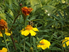 Bombus veteranus