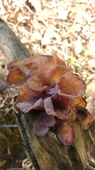 Auricularia fuscosuccinea