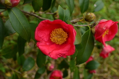 Camellia chekiangoleosa