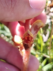Orobanche gracilis