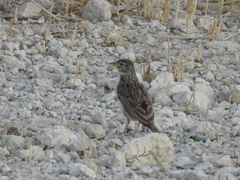Alaudala rufescens