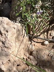 Pediomelum linearifolium