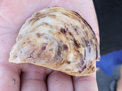 Ostrea edulis