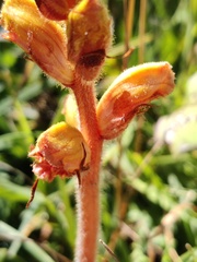 Orobanche gracilis