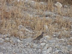 Alaudala rufescens