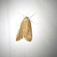 Parapoynx stratiotata