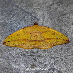Heterolocha falconaria