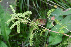 Actaea cimicifuga