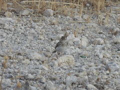 Alaudala rufescens