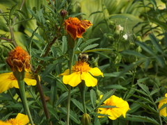 Bombus veteranus