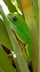 Agalychnis dacnicolor