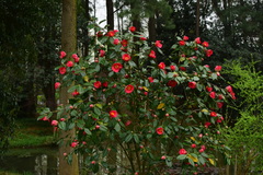 Camellia chekiangoleosa