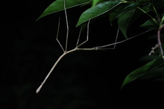 Clitumninae
