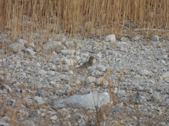 Alaudala rufescens