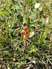 Orobanche gracilis