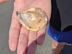 Ostrea edulis